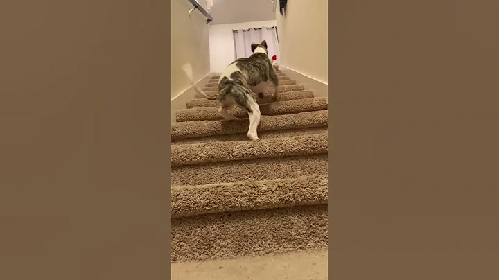 When it’s bed time but your servant refuses to follow you. #shorts #whippets #grumble