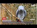 П'ятьох сірих папуг довелося ізолювати від відвідувачів зоопарку через нецензурну лайку