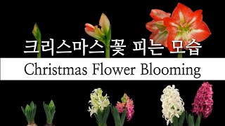 크리스마스 꽃 피는 모습