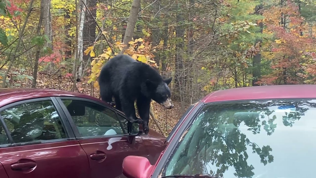 Bears and Car YouTube