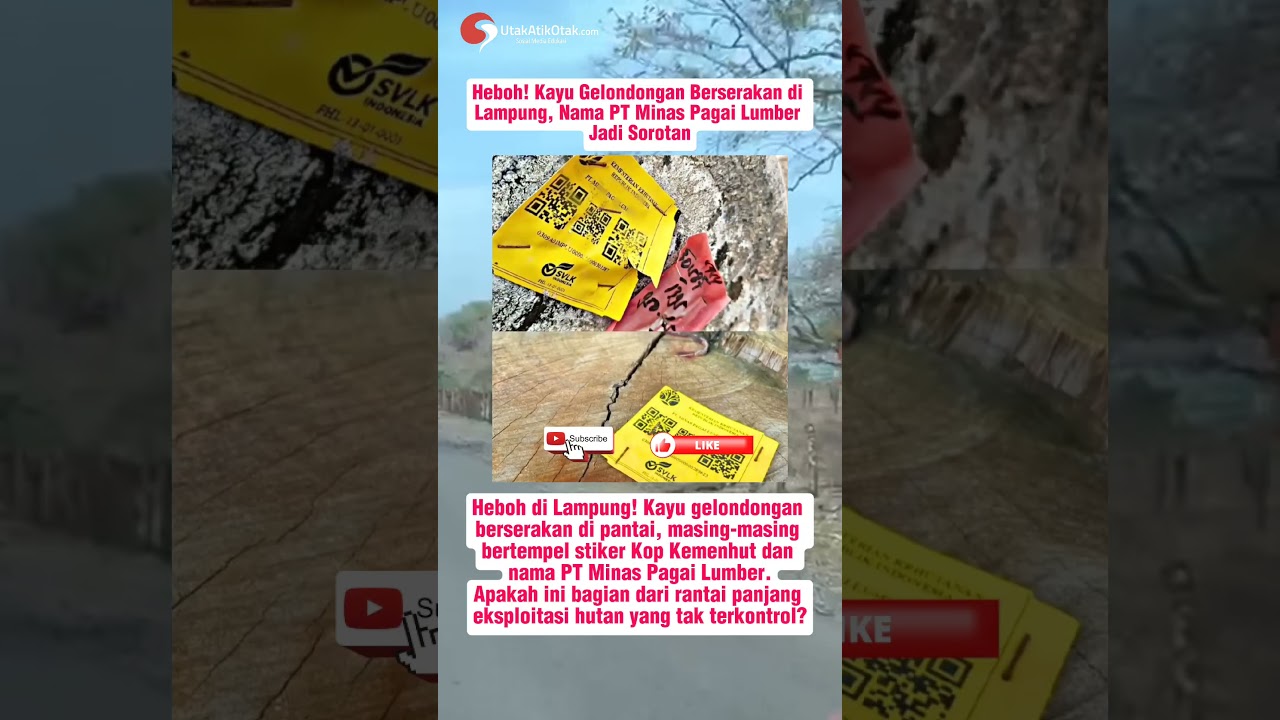 Viral! Kayu Gelondongan Terdampar di Lampung, PT Minas Pagai Lumber Jadi Sorotan