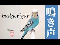 私はここにいると仲間に知らせるセキセイインコの呼び鳴き 鳥のさえずり 鳴き声 ロスト メス budgerigar birds chirping bird call ♀