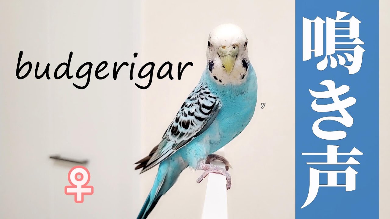私はここにいると仲間に知らせるセキセイインコの呼び鳴き 鳥の
