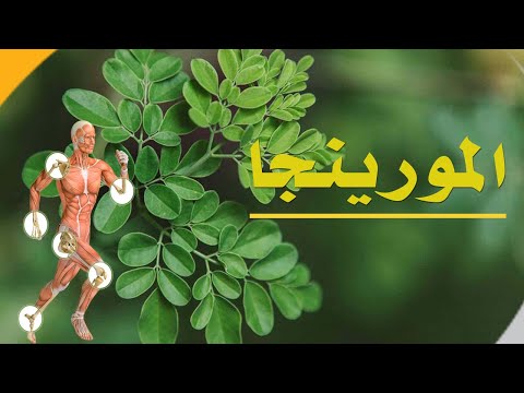 المورينجا شجرة معجزة في علاج اكثر من 300 مرض