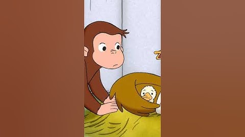 George Learns the Importance of Family for Ducklings.  #Family #Nature #George #Reunion