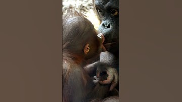 Amazing Orangutan Kissing Moment Caught on Camera!#shorts#orangutans#funnyvideo#funnyanimals