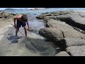 Survival Skills Catch N Cook Giant Crab at the Beach