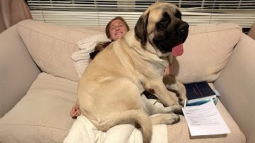 When Your Big Dog Still Thinks They’re Just a Baby 😂 Cute Dogs Videos