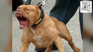 10 Reasons To Never Trust a Pit Bull