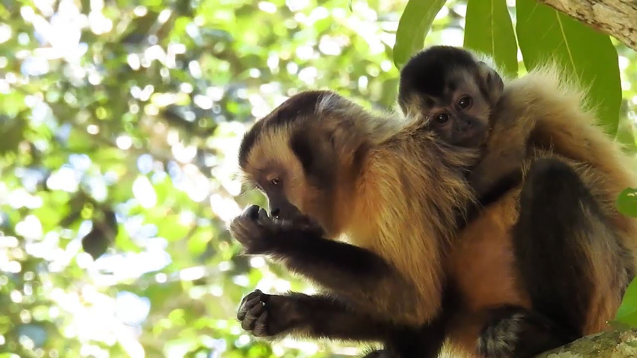 Abu, o filhote de macaco-prego-do-peito-amarelo que nasceu no