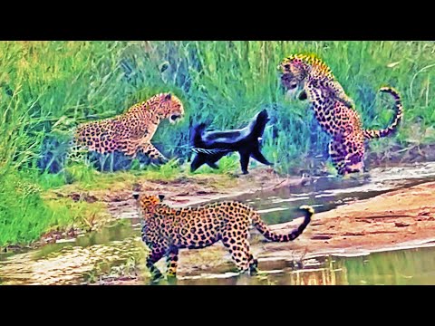3 Leopards Have Epic Battle with Honey Badger