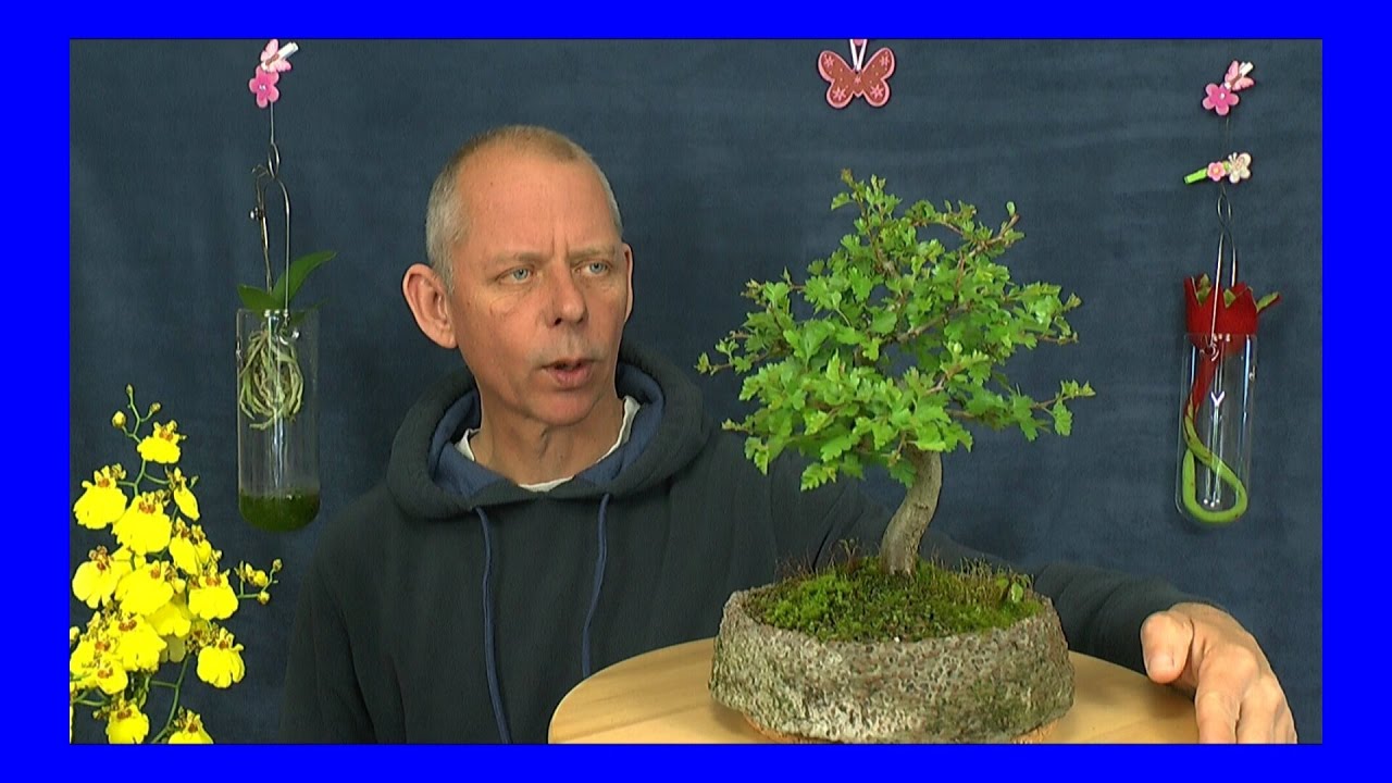 Bonsai Weidorn schneiden