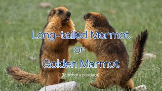 Long-Tailed Marmot Marmota Caudata Den Marmot