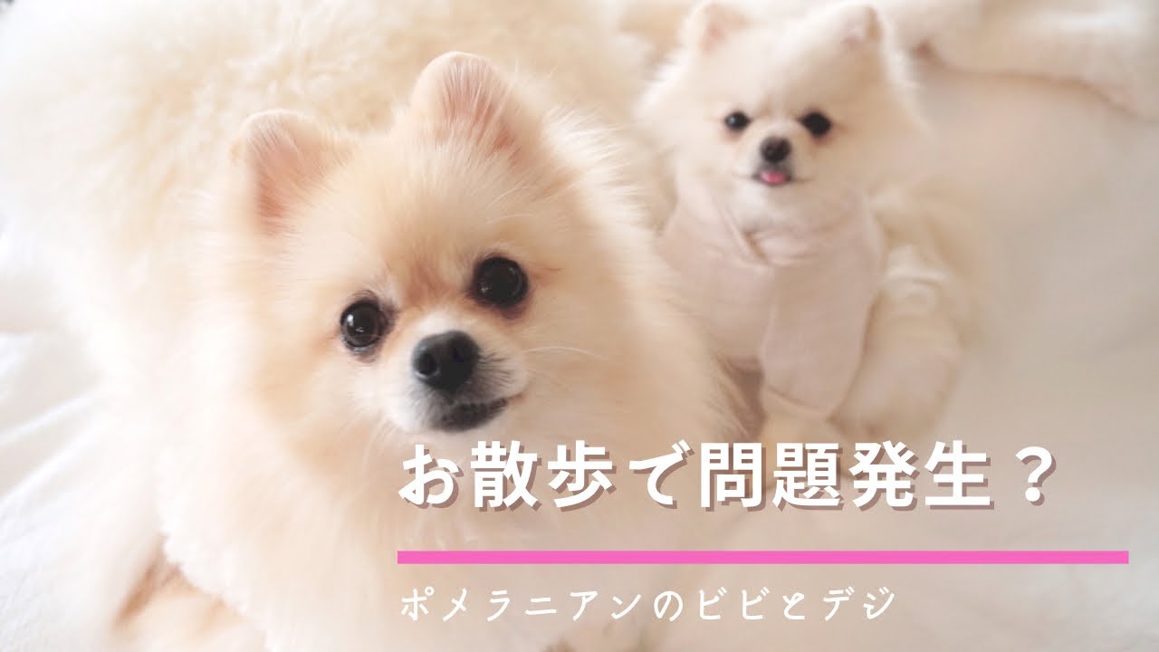ポメラニアン ビビとデジのかわいいお散歩 問題発生 Youtube
