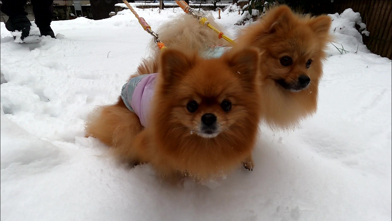今シーズン初の雪景色