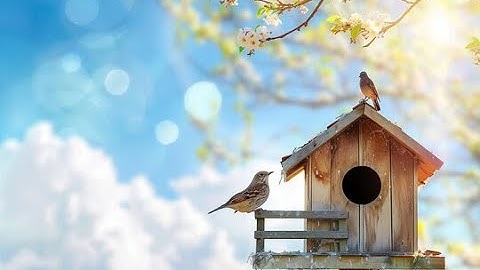 DIY Birdhouse: Build Your Own from Scratch!