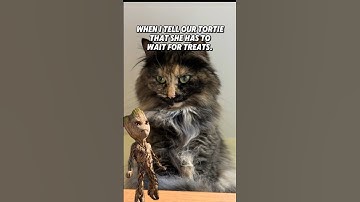 Ahhhhhhh! #Tortie #groot