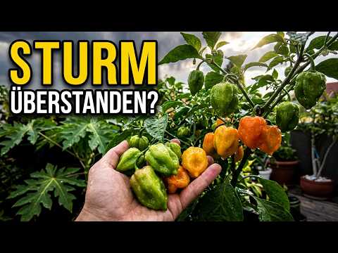 Terrasse nach Regen und Sturm: Chili, Papaya und Kakao im Schadenscheck