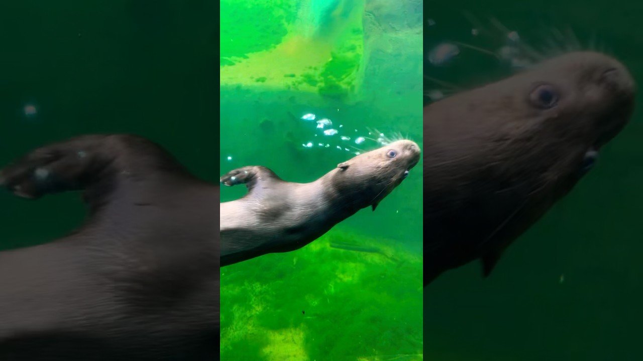 Playful Pair!!🥰 Adorable Otters Swim Up To Meet Us!!🤩| Visit To Emperor Valley Zoo 🦋🇹🇹 Part 5
