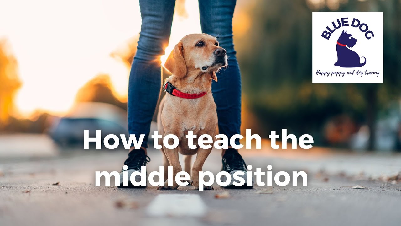 Middle Position Teaching your dog the middle position Sept 24 - YouTube