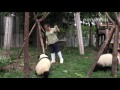 Panda breeder’s poo-cleaning work.