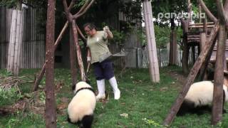 Panda breeder’s poocleaning work.