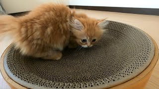 【マンチカンの子猫】爪とぎ用のベッドをプレゼントした反応がこちら/The reaction of a kitten who presented a bed for claws