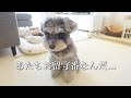 お留守番とわかった時の愛犬の反応がこちらです【シュナウザー】