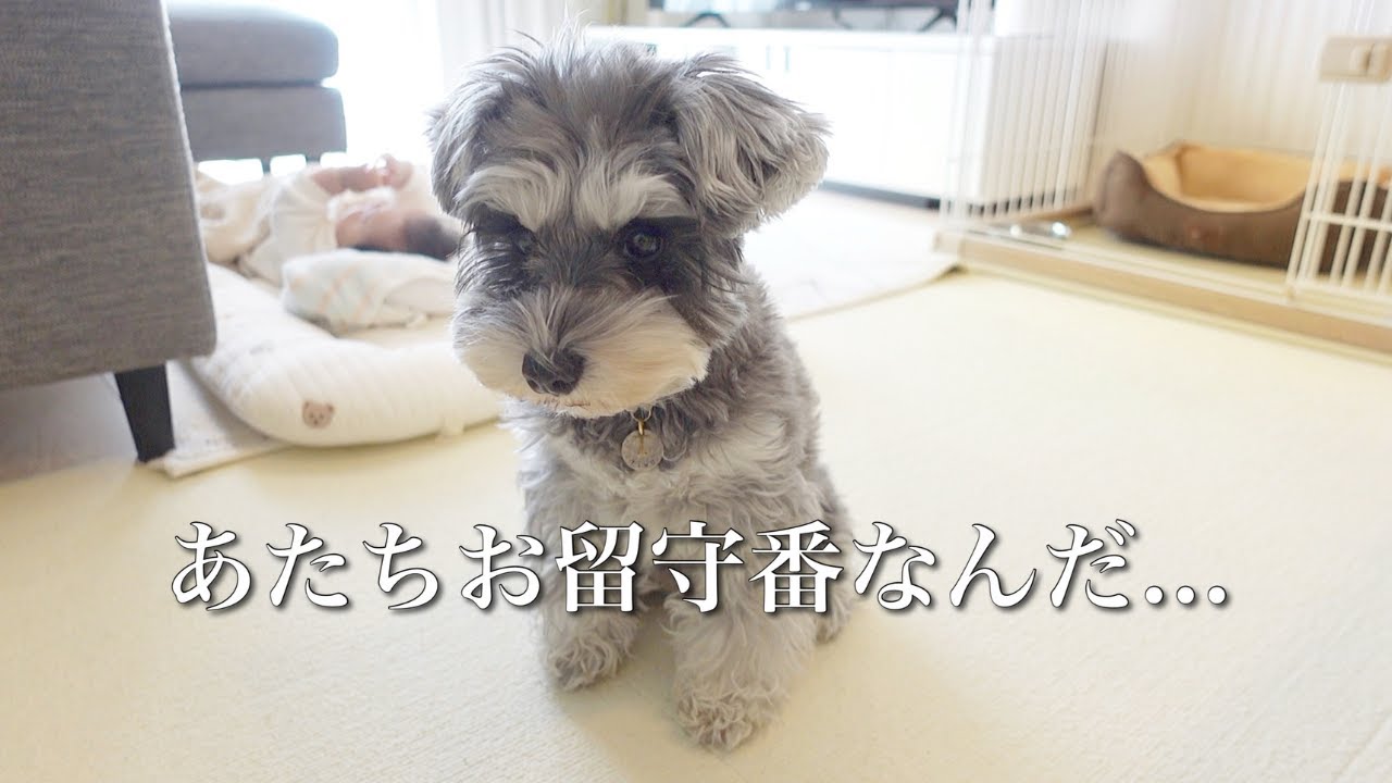 お留守番とわかった時の愛犬の反応がこちらです【シュナウザー】