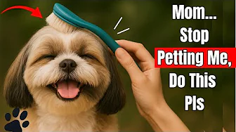20 Things Your Dog Loves Even More Than Petting – But 98% of Owners Never Do Them