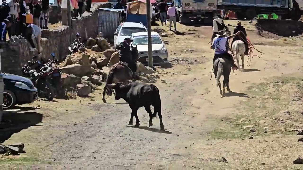 🐂 Gran Tarde Taurina en Cunyacc 2025 🔥 iImpactante COgida de Toro!