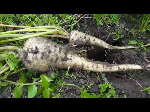 Parsnip - Pastinak -  Pastinaca sativa