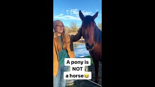 A pony is NOT a horse (funny 🤣)