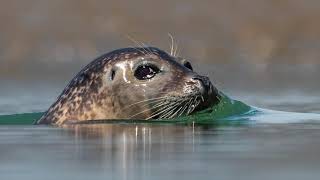 Watching Seals UK