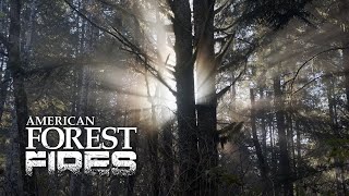 What Makes a Healthy Forest | American Forest Fires | EarthX