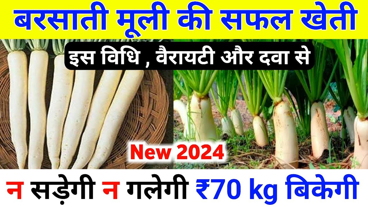 बरसाती मूली की सफल खेती कैसे करें | Barsati muli ki kheti 2024|Barsati ...