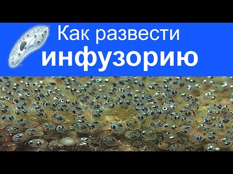 Инфузория