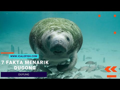 Video: Adakah dugong makan ikan?