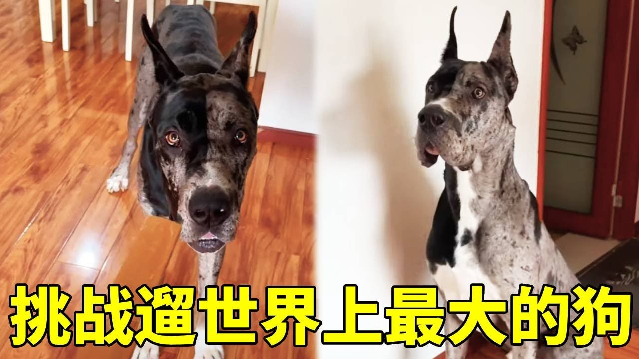今天来遛一只世界上最大的狗，看上去凶巴巴的，不知道会发生什么还挺紧张的快来一起看看吧【疯铲姐妹】