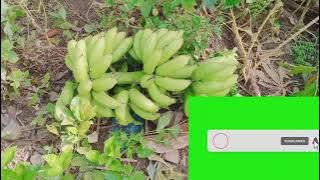 TUNDAN MAN😁 #Harvesting Tundan #Backyard Gardening