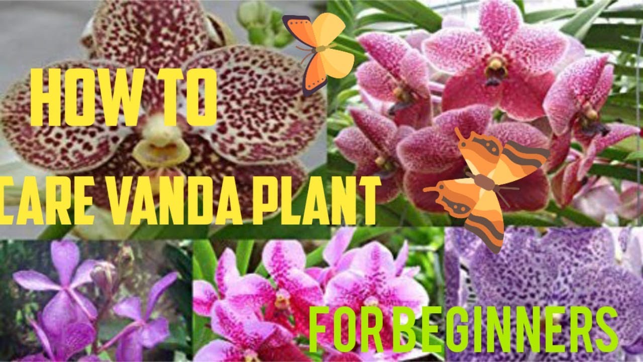 Vanda Orchid Care Tips For Hanging Wooden Basket Outdoors /2020/visit