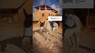 арабский язык "аммуниция лошади" (читай первый коммент) #пятницамусульманки