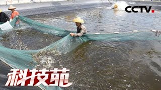 《科技苑》 20180412 沙漠边上养海虾| CCTV农业 