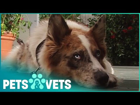 DOGS WITH JOBS