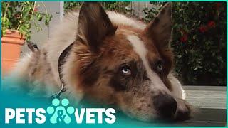Unusual Looking Rescue Dog Becomes A Movie Star | Dogs with Jobs | Pets & Vets