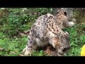3つ子ユキヒョウ　エナ　スカイ　アサヒ