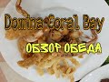 Domina coral bay oasis 5*. Обзор обеда ресторан Spices.