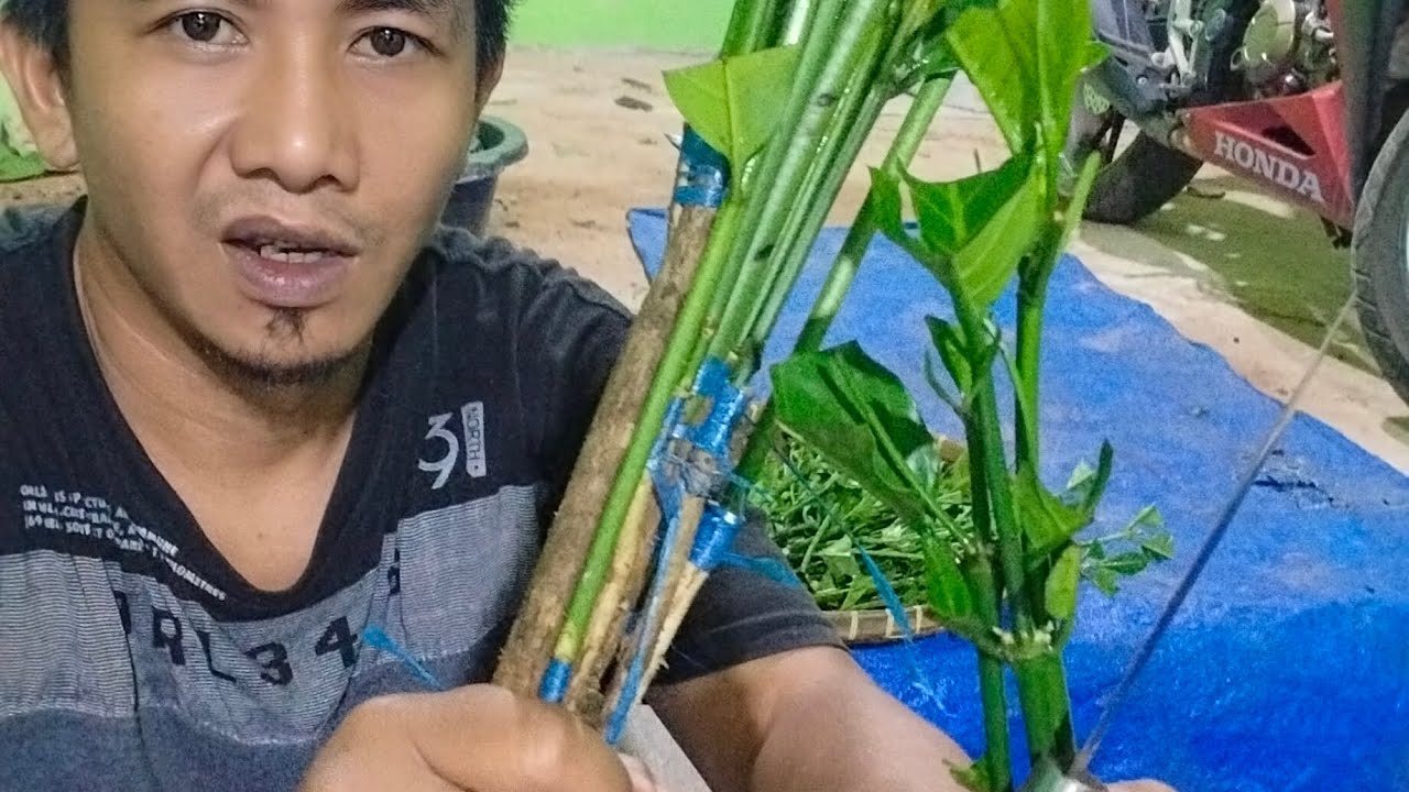 Мастер-класс по прививке побегов саженцев кофе Робуста