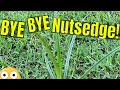 [How to KILL NUTSEDGE] in Bermuda Grass Lawn