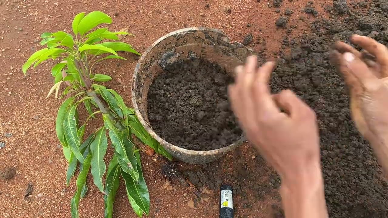 Amazing mango air layering results and potting!